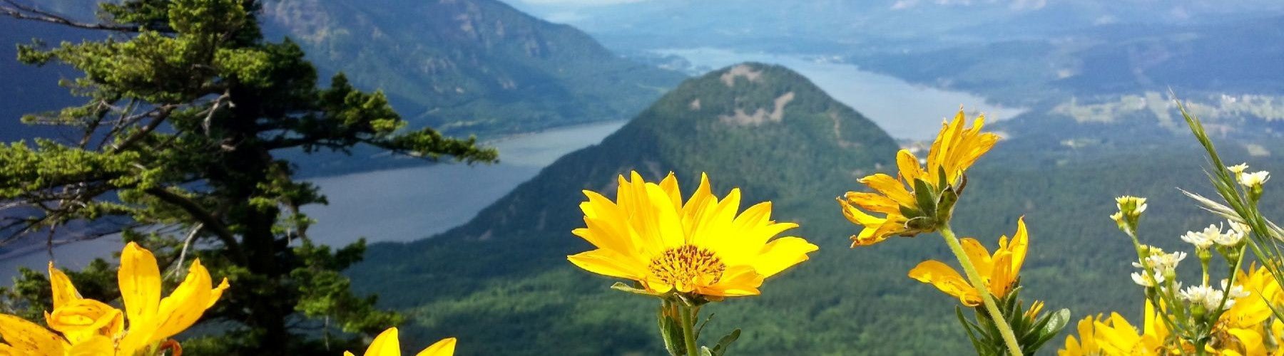 5 Breathtaking Spring Wildflower Hikes in the Pacific Northwest
