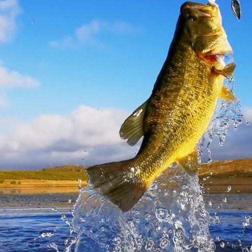 Bass Fishing in the Spring: A Comprehensive Guide - Next Adventure