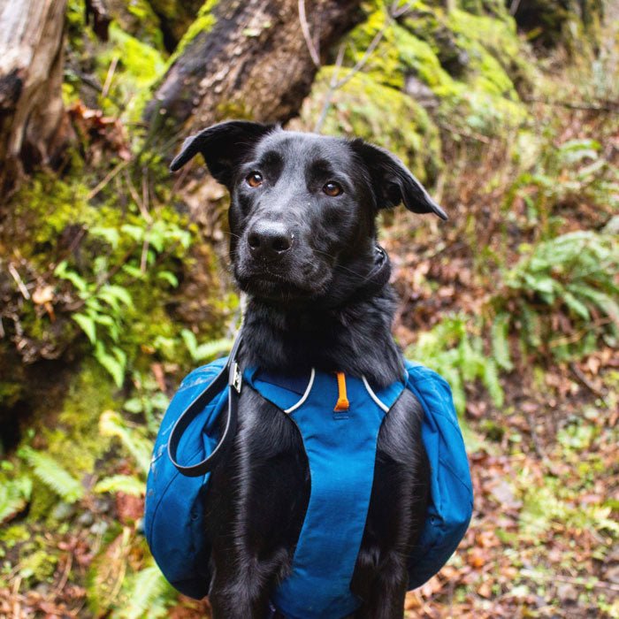 Hiking with your dog: How to begin, safety tips, and gear recommendations. - Next Adventure