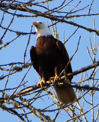 Trip Report: Bald Eagle Rescue at Scappoose Bay - Next Adventure