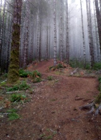 Trip Report: King Mountain Trail, Tillamook National Forest - Next Adventure