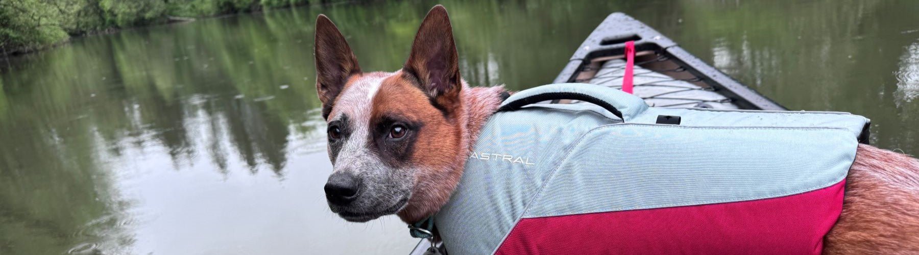 Astral Birddog Life Jacket: Adventure-Ready Protection for Your Canine Companion - Next Adventure