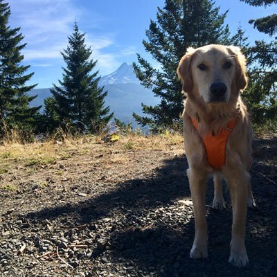 Gear Review: Ruffwear Front Range Harness - Next Adventure
