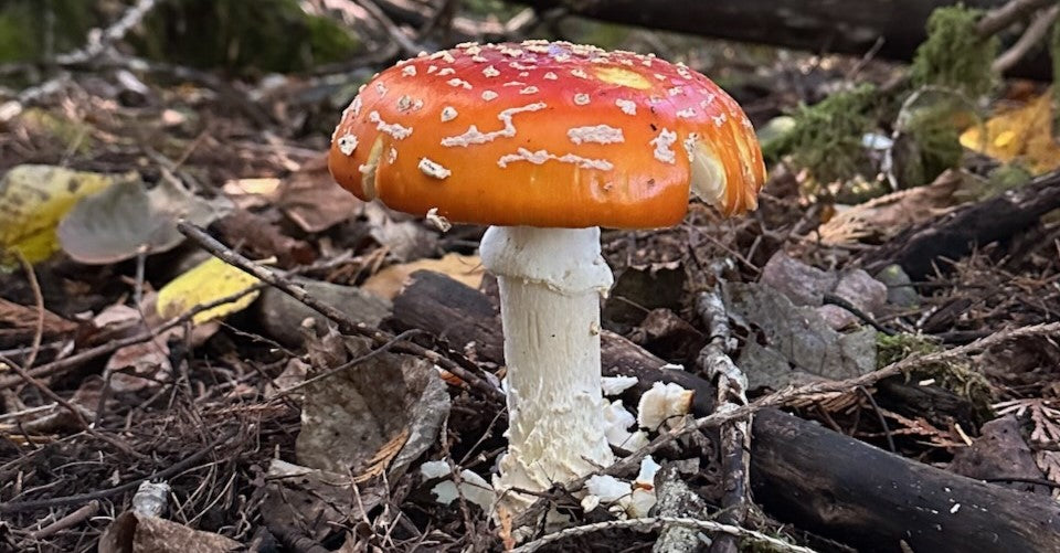 Mushroom Foraging: Getting Started