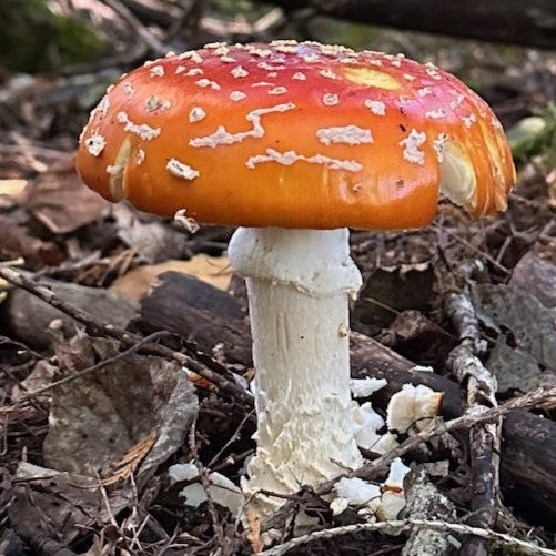 a mushroom