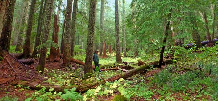 Oregon's Fungal Jungle - Next Adventure