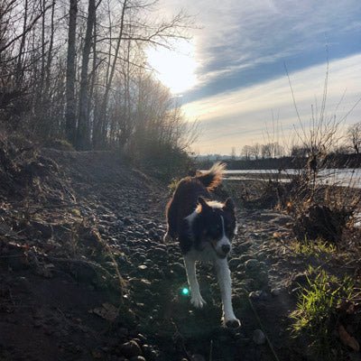 Trip Report: 1000-acre dog park, aka, Sandy River Delta Park - Next Adventure