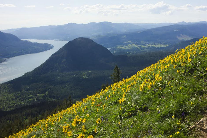 Trip Report: Dog Mountain - Next Adventure