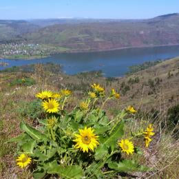 TRIP REPORT:  East Side Wildflower Hike - Next Adventure