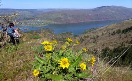 TRIP REPORT:  East Side Wildflower Hike - Next Adventure