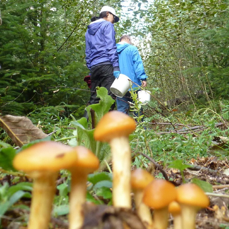 Trip Report: Fall Mushroom Hikes - Next Adventure