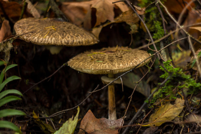 Trip Report: Forest Park - Next Adventure