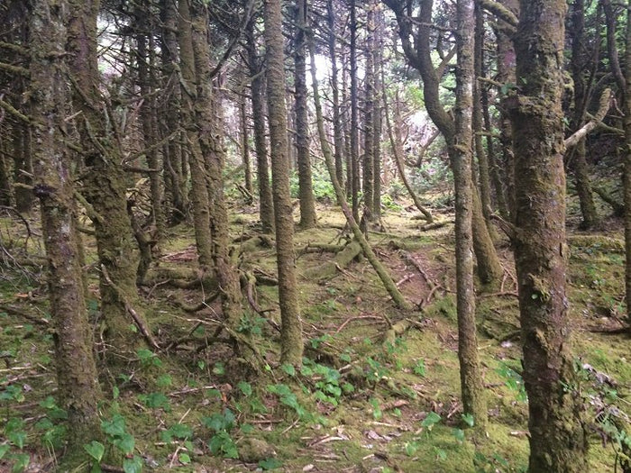 Trip Report: Hobbit Beach - Next Adventure