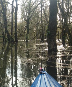 Trip Report: Kayaking Scappoose Bay - Next Adventure