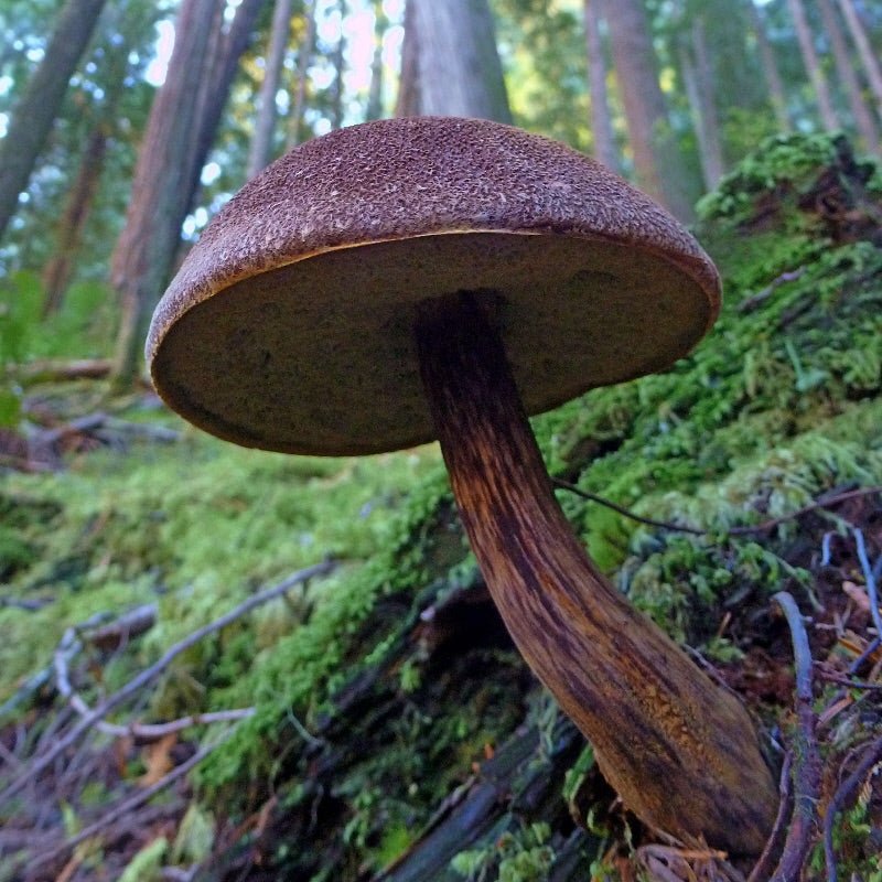 TRIP REPORT: Mushroom and Salmon Hike - Next Adventure