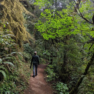 Trip Report: Newberry Wildwood Trail in Portland's Forest Park - Next Adventure