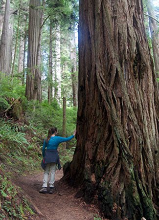 Trip Report: Redwood National and Sate Parks, Northern California - Next Adventure