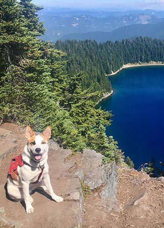 Trip Report: Summit Lake, Mt. Rainier National Forest - Next Adventure