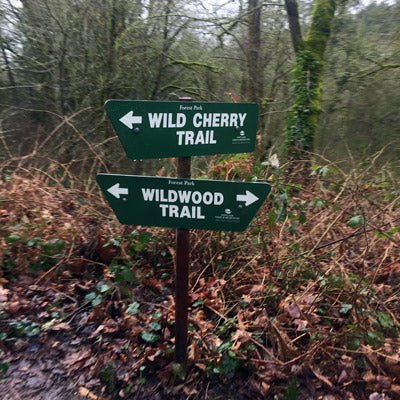 Trip Report: Trail Running The Wildwood Trail in Portland’s Forest Park - Next Adventure