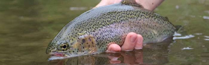 Trout Fishing From the Bank - Oregon Winter Fishing - Next Adventure