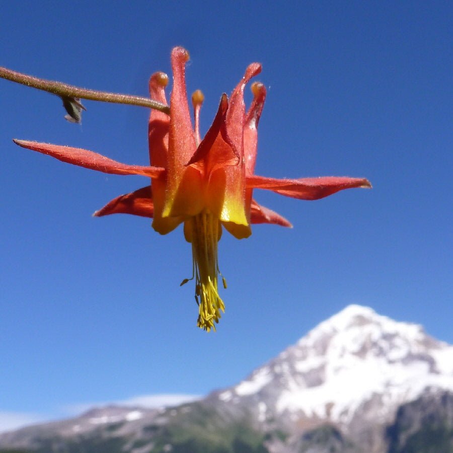 Wild Mountain Flowers - Next Adventure