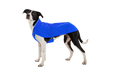 Dog wearing the Vert