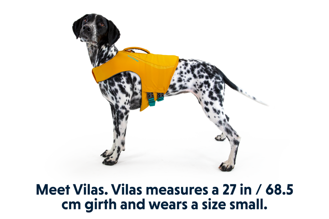 Dog wearing the Float Coat
