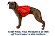 Dog wearing the Palisades Pack