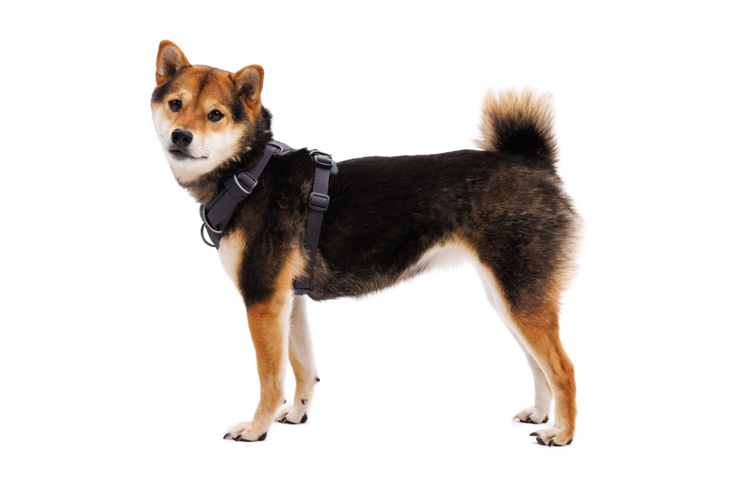 Dog wearing Front Range Harness in Basalt Gray