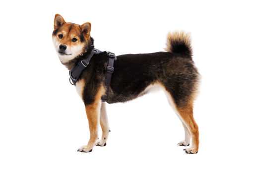 Dog wearing Front Range Harness in Basalt Gray