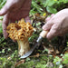 Opinel No.08 mushroom knife with curved blade and boar bristle brush, view 3