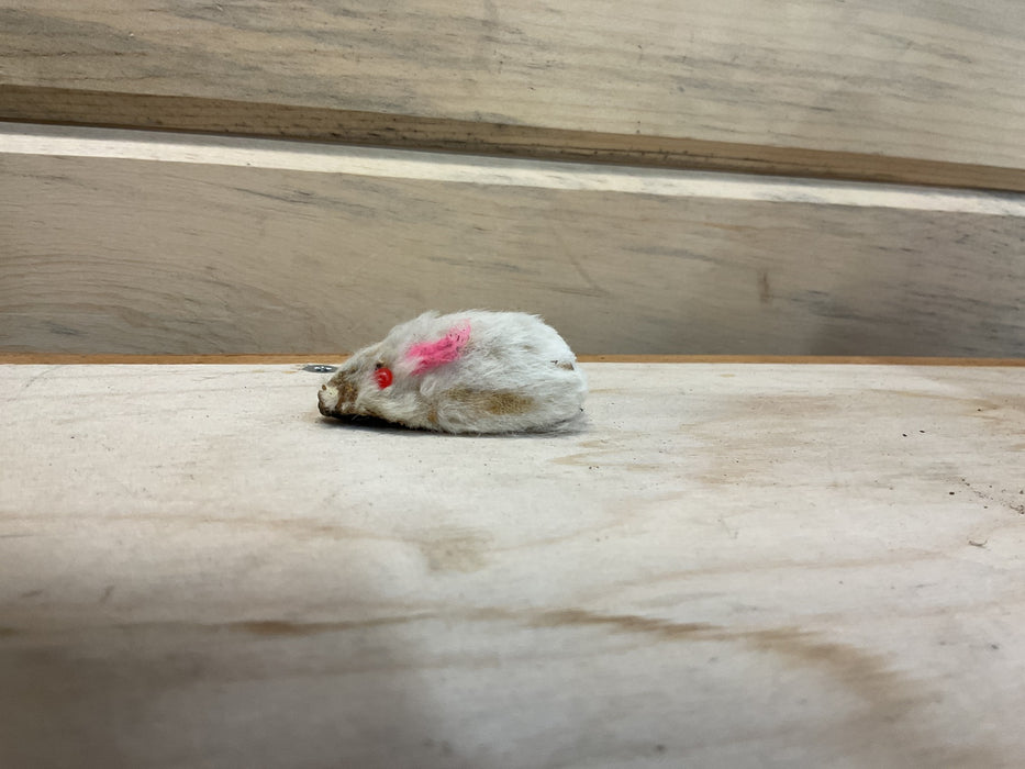 Cat Toy