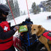 Adventure Medical TRAIL DOG MEDICAL FIRST AID KIT - Next Adventure